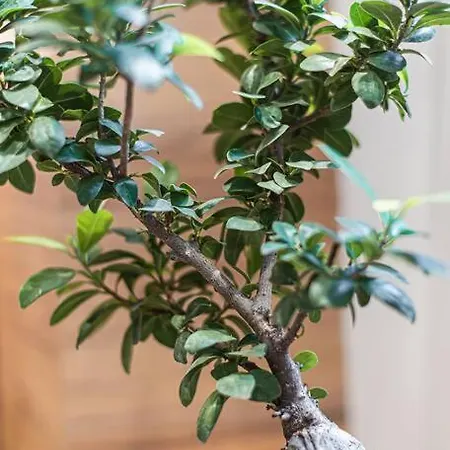 Peaceful Shelter In Apartment